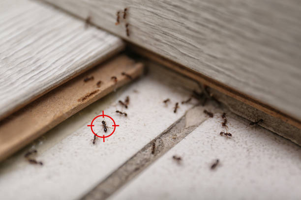 Spider Control Near Me in Pine Ridge, FL