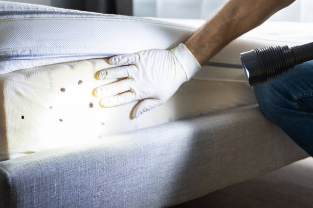 Best Termite Control Services  in Pine Ridge, FL