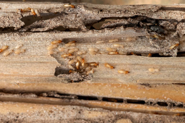 Best Pest Prevention Services  in Pine Ridge, FL