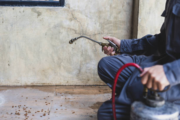 Best Rat Extermination Near Me  in Pine Ridge, FL